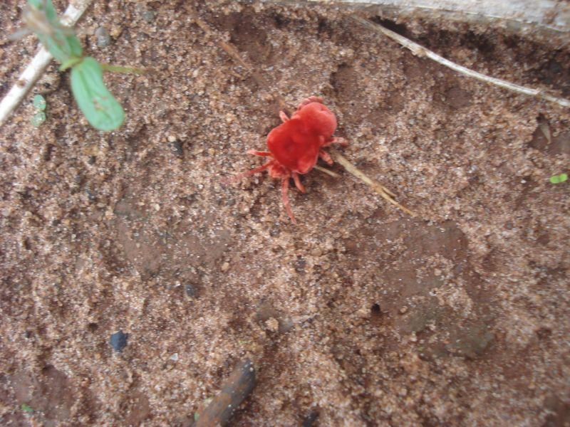 Mites Extermination in Frisco, TX