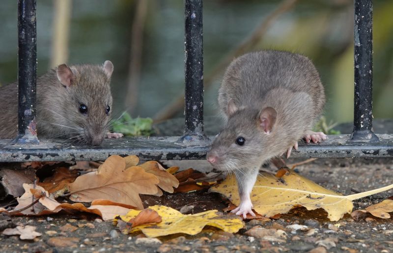 Rat Fumigation Service in West Palm Beach, FL