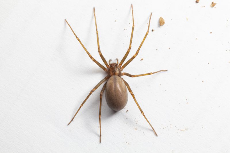 Brown Recluse Extermination in Fort Worth, TX