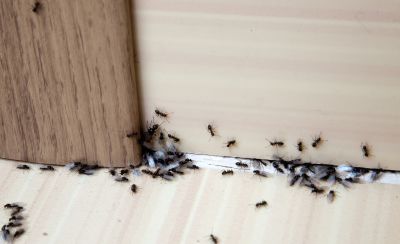 Carpenter Ant Extermination in Fort Worth, TX