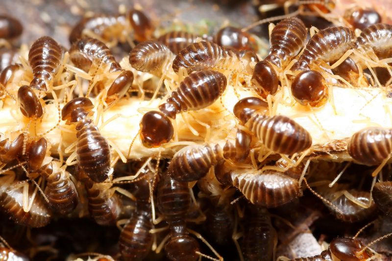 Commercial Termite Removal in Katy, TX