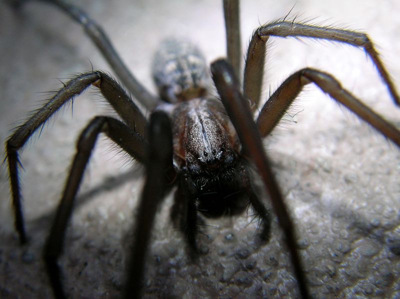 Common Spiders Extermination in Mckinney, TX