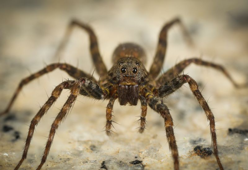 Common Spiders Extermination in Frisco, TX