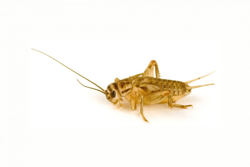 Cricket Control Service in New Braunfels, TX