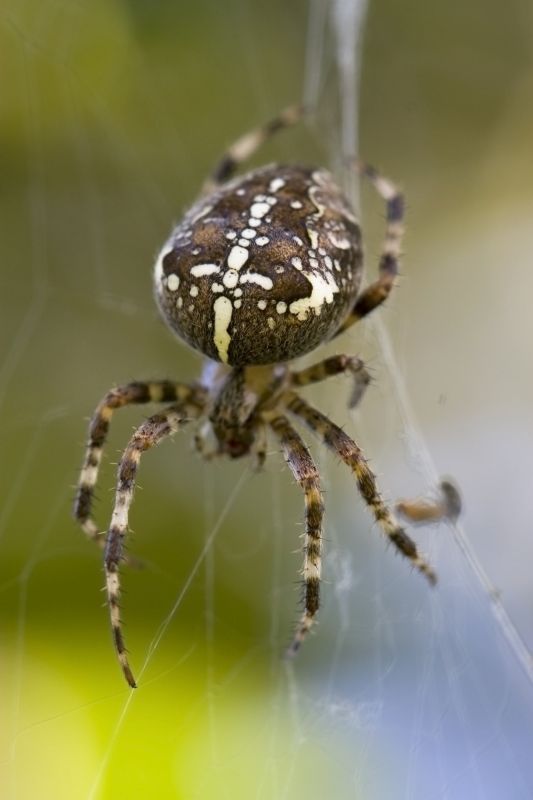 Cross Spider Extermination in Fort Worth, TX