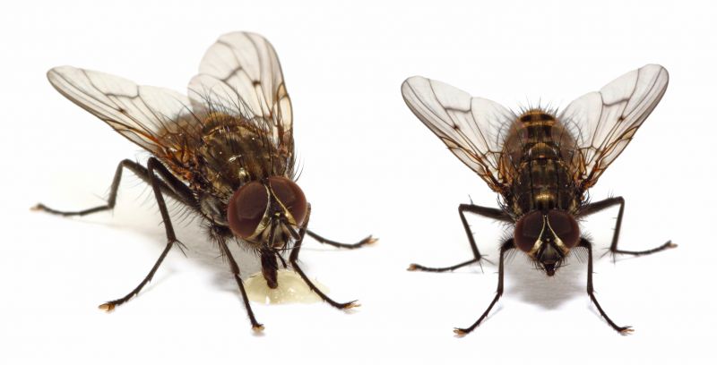 Fly Control Service in Denton, TX