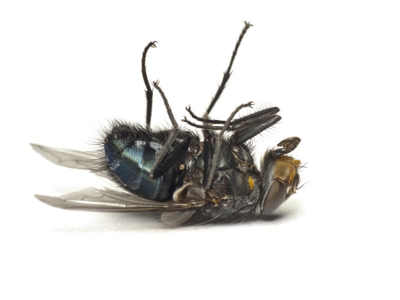 Fly Control Service in New Braunfels, TX