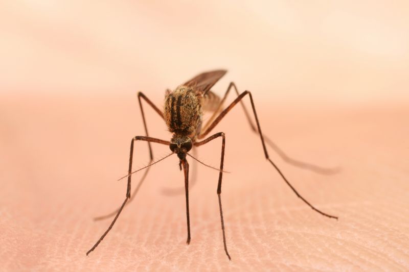 Mosquito Control Service in Denton, TX