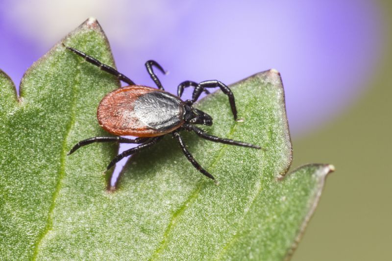 Seasonal Flea And Tick Control Strategies