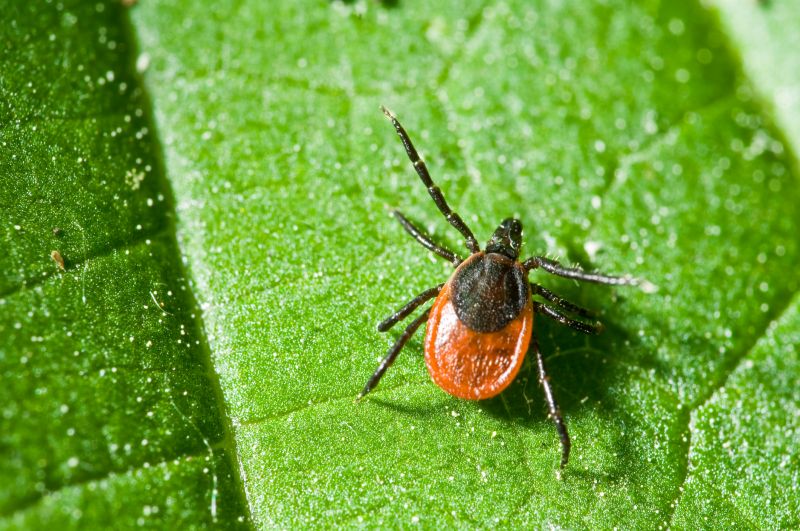 Seasonal Flea And Tick Control Strategies