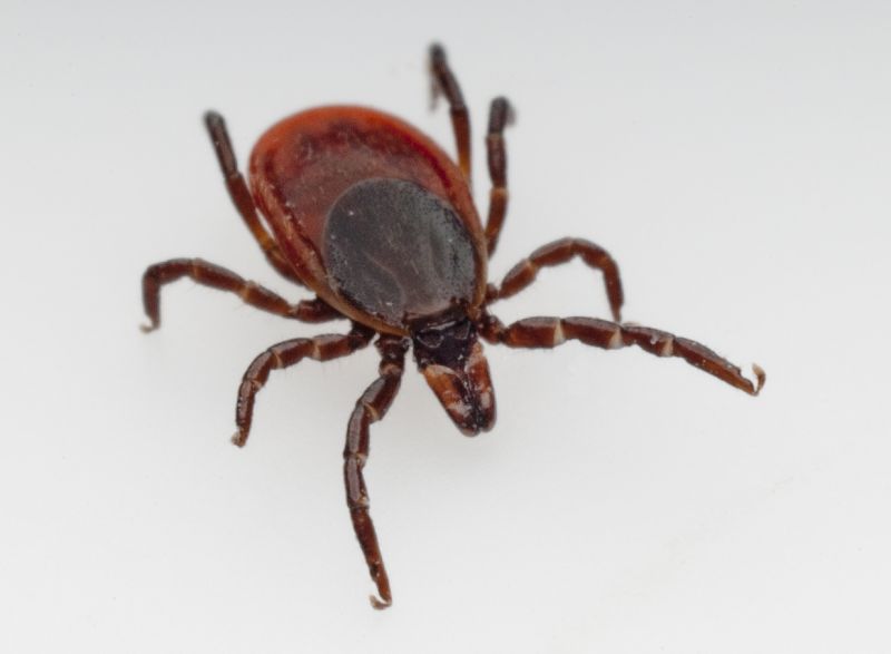 Signs Your Commercial Property Needs Flea And Tick Treatment