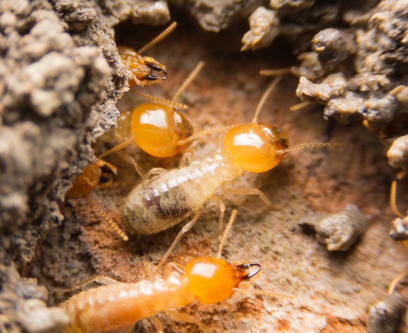 Termites Extermination in Frisco, TX