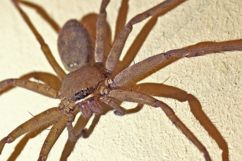 Trapdoor Spider Removal in Katy, TX